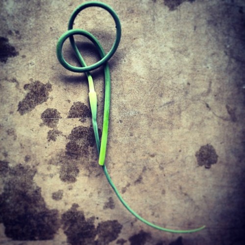 Looking for a stylish way to keep up on what&rsquo;s fresh at the Union Square Greenmarket in NYC? Then follow Lovage Me Tender, a simple tumblr from a Brooklyn produce buyer.
lovagemetender:
The most elegant vegetable: the garlic scape. At Maxwell’s Farm. @unsqgreenmarket
